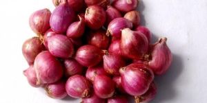 Fresh Shallot Onion