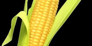 Yellow Maize