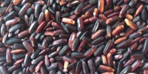 Black Rice