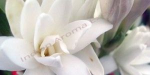 Tuberose Absolute Oil