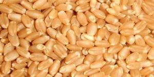 Wheat Seeds