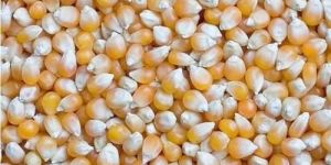 Yellow Maize Seeds