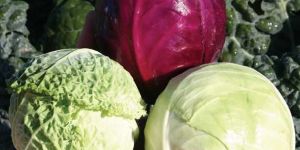 Fresh Hybrid Cabbage