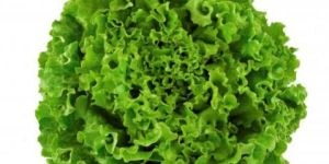 Fresh Lettuce Leaf