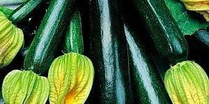 Green Zucchini