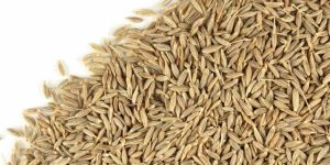 Cumin Seeds