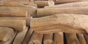 Sandalwood Logs