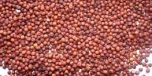 Ragi Seeds