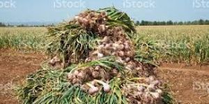 Garlic Field
