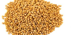 Mustard Seeds