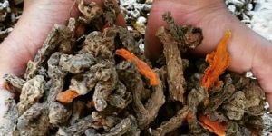 Mother Turmeric Pananagli