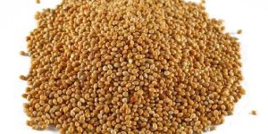 Sorghum Seeds