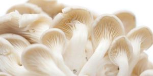 Fresh Oyster Mushroom