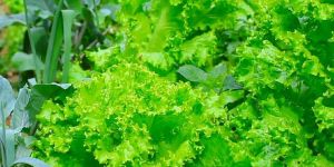 Lettuce