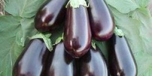 Fresh Brinjal