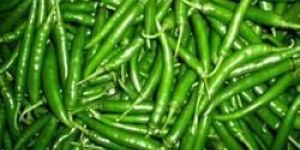Fresh Green Chilli