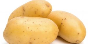 Fresh Potato