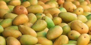Fresh Mango