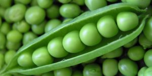 Fresh Green Peas