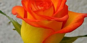 HYBRID ROSES & PLANTS