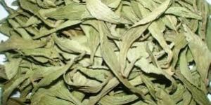 Stevia Leaves Dried