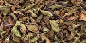 Tulsi Dry Leaves