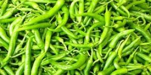 Fresh Green Chilli