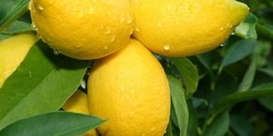 Fresh Lemon