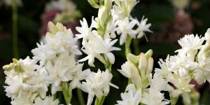 Fresh Tuberose Flower