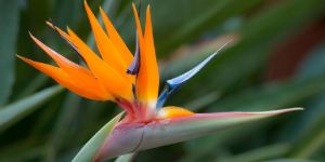 Fresh Bird of Paradise Flower