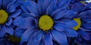 Fresh Blue Daisy Flower