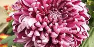 Fresh Chrysanthemum Flower