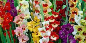 Fresh Multicolor Gladiolus Flower