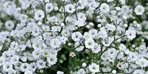 Fresh Gypsophila Flower