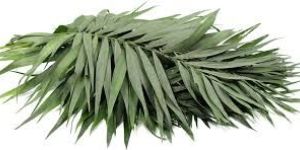 Fresh Palm Leaves
