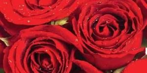 Fresh Red Rose Flower