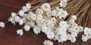 Fresh Star Daisy Flower