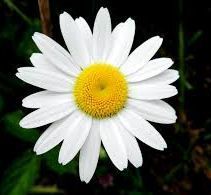Fresh White Daisy Flower