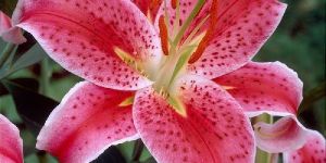 Fresh Oriental Lilium Flower