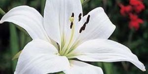 White Asiatic Lily Flowers