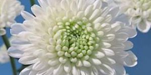 White Button Chrysanthemum Flowers