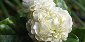 White Chandni Flowers