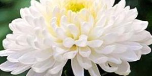 White Chrysanthemum Flowers