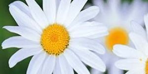 White Gerbera Flowers