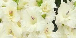 White Gladiolus Flowers