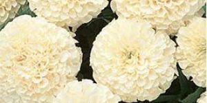 White Marigold Flowers