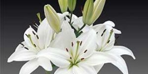 White Oriental Lily Flowers