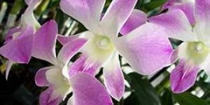 Purple Orchid Flowers