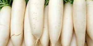 White Radish