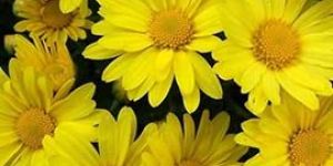 Yellow Chrysanthemum Flowers